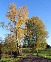 Birken im Herbst.jpg